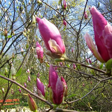 Апартаменты The Magnolias *